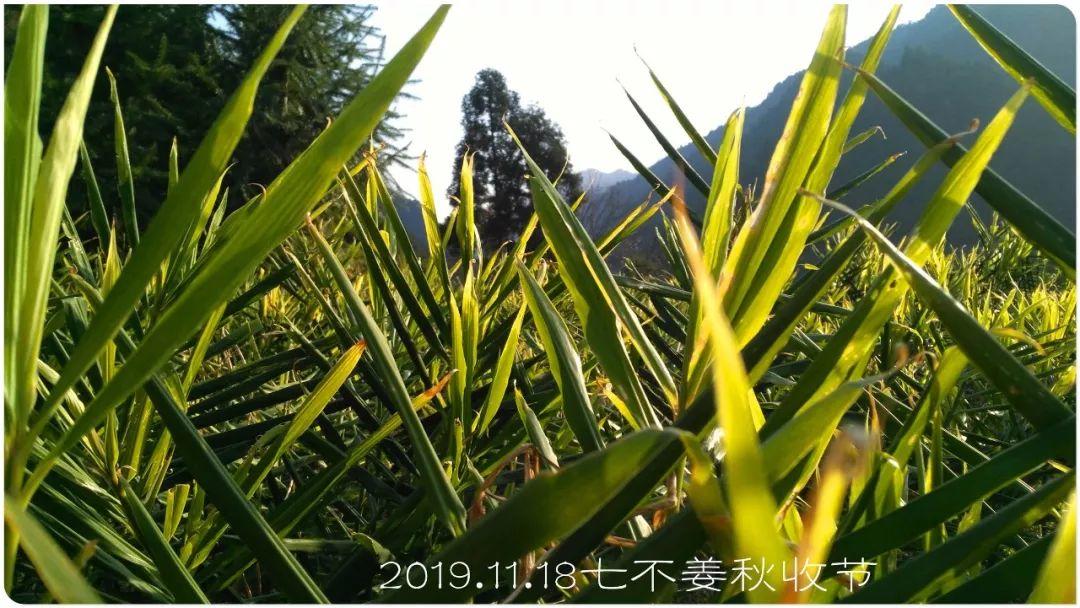 七不小黄姜秋收2019年11月18-24日 心法农业 福田心耕 原始点家人志愿者秋收感恩节