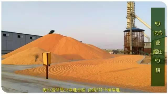 听佛号的东北富硒大米 上市了!2019七不海伦富硒大米 东北大米 硒都海伦黑土寒地香稻 七不水稻大米 心法农业 福田心耕恭献 听佛号的东北富硒大米 上市了!2019七不海伦富硒大米 东北大米 硒都海伦黑土寒地香稻 七不水稻大米 心法农业 福田心耕恭献