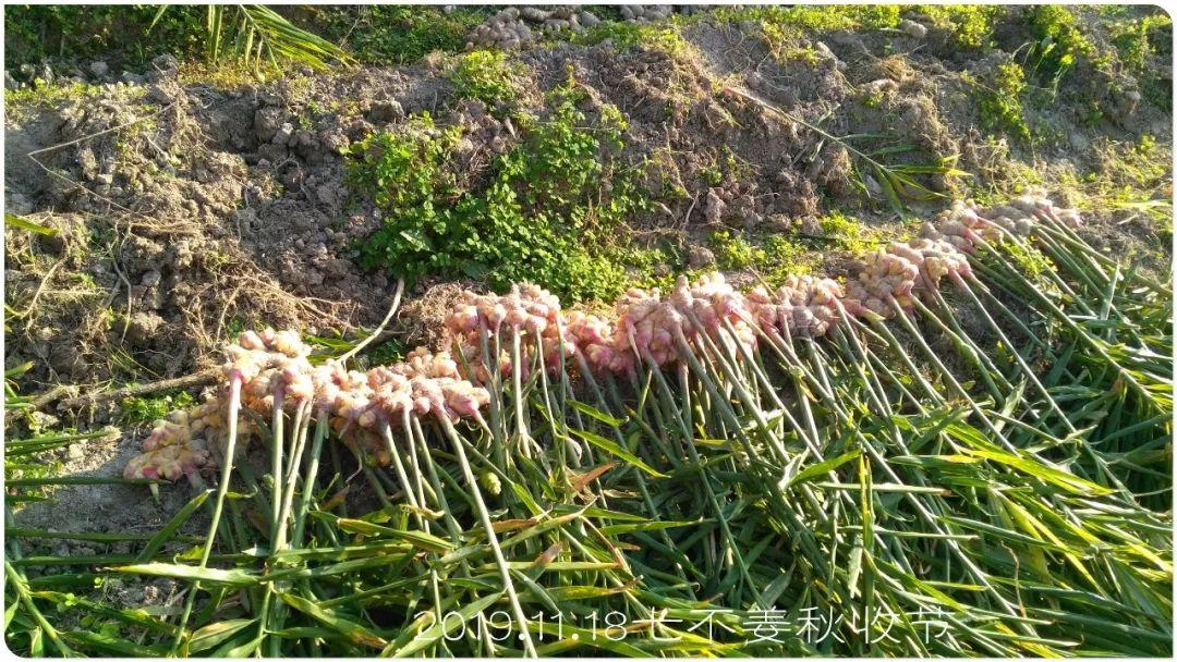 七不小黄姜秋收2019年11月18-24日 心法农业 福田心耕 原始点家人志愿者秋收感恩节