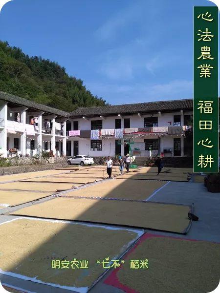 听佛号的东北富硒大米 上市了!2019七不海伦富硒大米 东北大米 硒都海伦黑土寒地香稻 七不水稻大米 心法农业 福田心耕恭献 听佛号的东北富硒大米 上市了!2019七不海伦富硒大米 东北大米 硒都海伦黑土寒地香稻 七不水稻大米 心法农业 福田心耕恭献