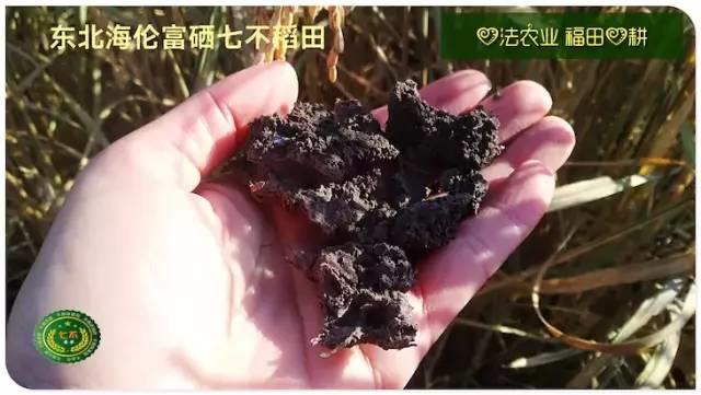 听佛号的东北富硒大米 上市了!2019七不海伦富硒大米 东北大米 硒都海伦黑土寒地香稻 七不水稻大米 心法农业 福田心耕恭献 听佛号的东北富硒大米 上市了!2019七不海伦富硒大米 东北大米 硒都海伦黑土寒地香稻 七不水稻大米 心法农业 福田心耕恭献