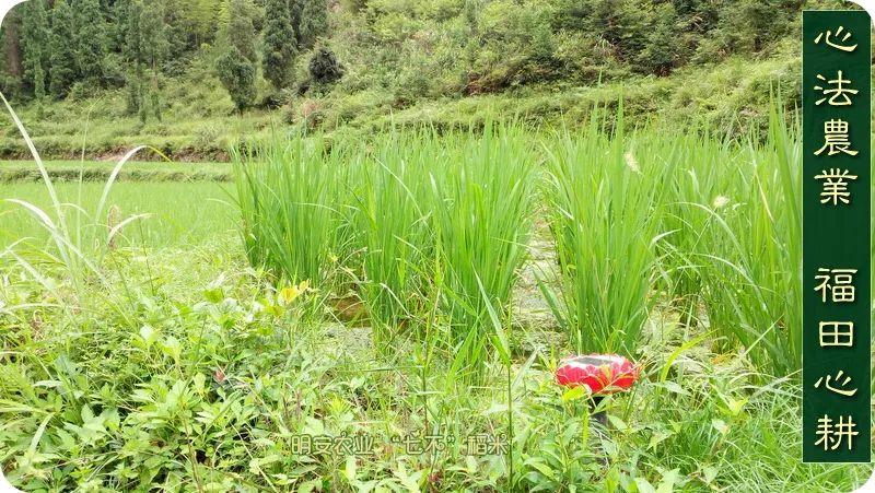 听佛号的东北富硒大米 上市了!2019七不海伦富硒大米 东北大米 硒都海伦黑土寒地香稻 七不水稻大米 心法农业 福田心耕恭献 听佛号的东北富硒大米 上市了!2019七不海伦富硒大米 东北大米 硒都海伦黑土寒地香稻 七不水稻大米 心法农业 福田心耕恭献