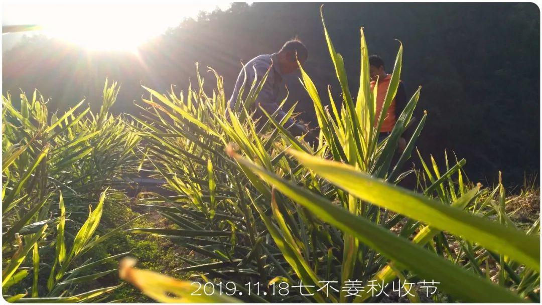 七不小黄姜秋收2019年11月18-24日 心法农业 福田心耕 原始点家人志愿者秋收感恩节