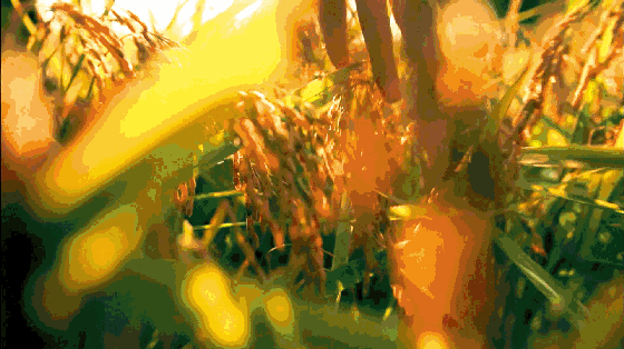 听佛号的东北富硒大米 上市了!2019七不海伦富硒大米 东北大米 硒都海伦黑土寒地香稻 七不水稻大米 心法农业 福田心耕恭献 听佛号的东北富硒大米 上市了!2019七不海伦富硒大米 东北大米 硒都海伦黑土寒地香稻 七不水稻大米 心法农业 福田心耕恭献