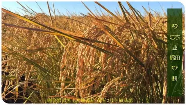 听佛号的东北富硒大米 上市了!2019七不海伦富硒大米 东北大米 硒都海伦黑土寒地香稻 七不水稻大米 心法农业 福田心耕恭献 听佛号的东北富硒大米 上市了!2019七不海伦富硒大米 东北大米 硒都海伦黑土寒地香稻 七不水稻大米 心法农业 福田心耕恭献