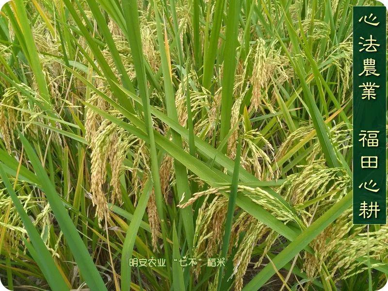 听佛号的东北富硒大米 上市了!2019七不海伦富硒大米 东北大米 硒都海伦黑土寒地香稻 七不水稻大米 心法农业 福田心耕恭献 听佛号的东北富硒大米 上市了!2019七不海伦富硒大米 东北大米 硒都海伦黑土寒地香稻 七不水稻大米 心法农业 福田心耕恭献