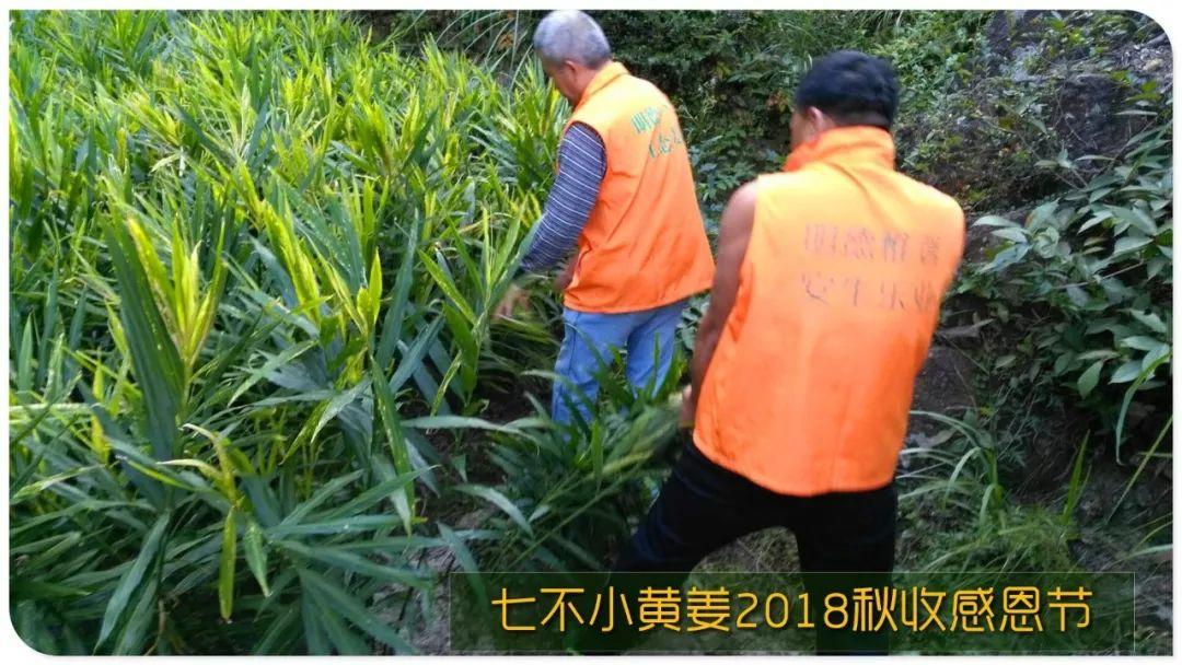 家庭特惠周期购 每月5斤 ‘七不’小黄姜生姜鲜姜原始点特供包邮 明德生态姜园心法农业恭献 家庭特惠周期购 每月5斤 ‘七不’小黄姜生姜鲜姜原始点特供包邮 明德生态姜园心法农业恭献