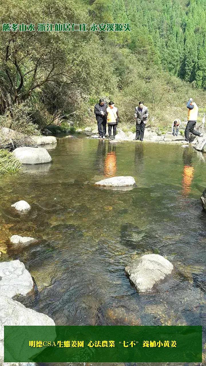 家庭特惠周期购 每月5斤 ‘七不’小黄姜生姜鲜姜原始点特供包邮 明德生态姜园心法农业恭献 家庭特惠周期购 每月5斤 ‘七不’小黄姜生姜鲜姜原始点特供包邮 明德生态姜园心法农业恭献