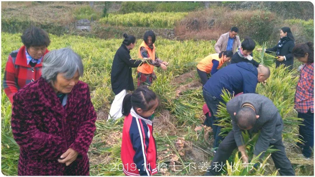 七不小黄姜秋收2019年11月18-24日 心法农业 福田心耕 原始点家人志愿者秋收感恩节