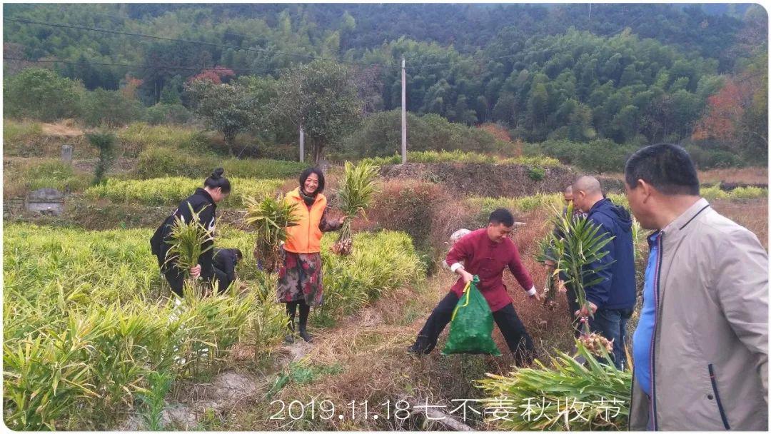 七不小黄姜秋收2019年11月18-24日 心法农业 福田心耕 原始点家人志愿者秋收感恩节