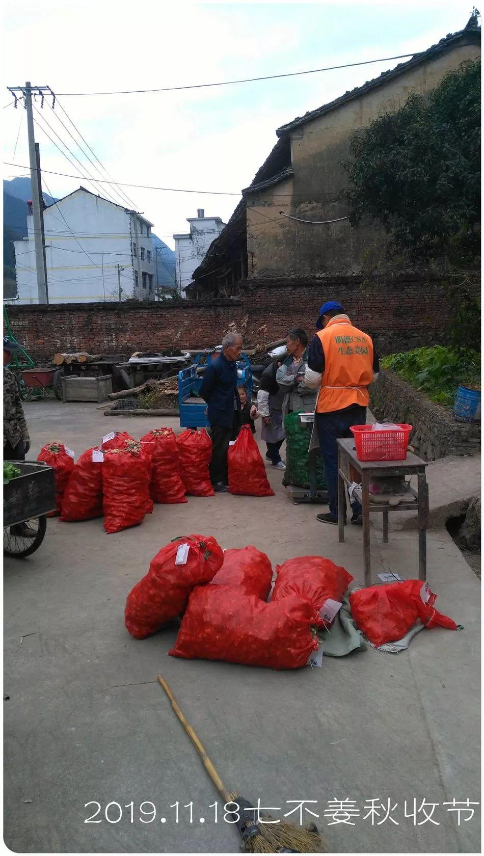 七不小黄姜秋收2019年11月18-24日 心法农业 福田心耕 原始点家人志愿者秋收感恩节