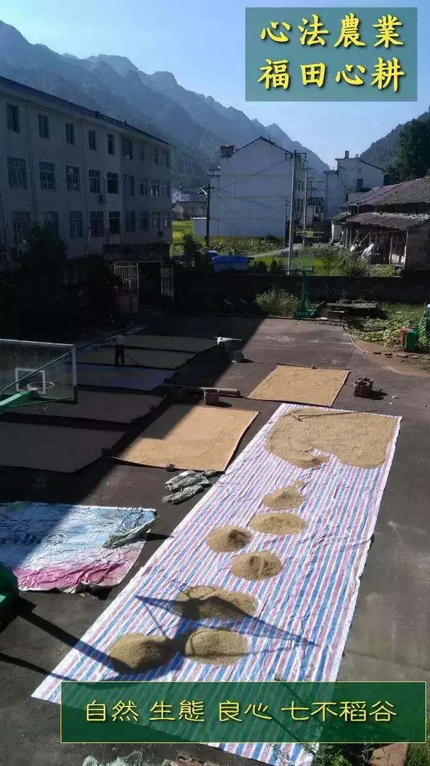 听佛号的东北富硒大米 上市了！2019七不海伦富硒大米 东北大米 硒都海伦黑土寒地香稻 七不水稻大米 心法农业 福田心耕恭献