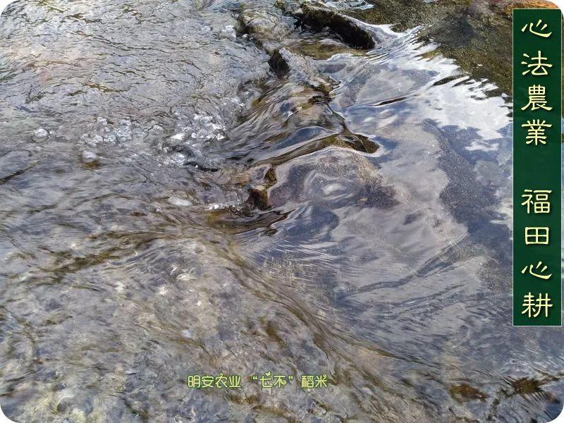 听佛号的东北富硒大米 上市了!2019七不海伦富硒大米 东北大米 硒都海伦黑土寒地香稻 七不水稻大米 心法农业 福田心耕恭献 听佛号的东北富硒大米 上市了!2019七不海伦富硒大米 东北大米 硒都海伦黑土寒地香稻 七不水稻大米 心法农业 福田心耕恭献