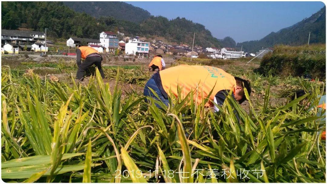 七不小黄姜秋收2019年11月18-24日 心法农业 福田心耕 原始点家人志愿者秋收感恩节