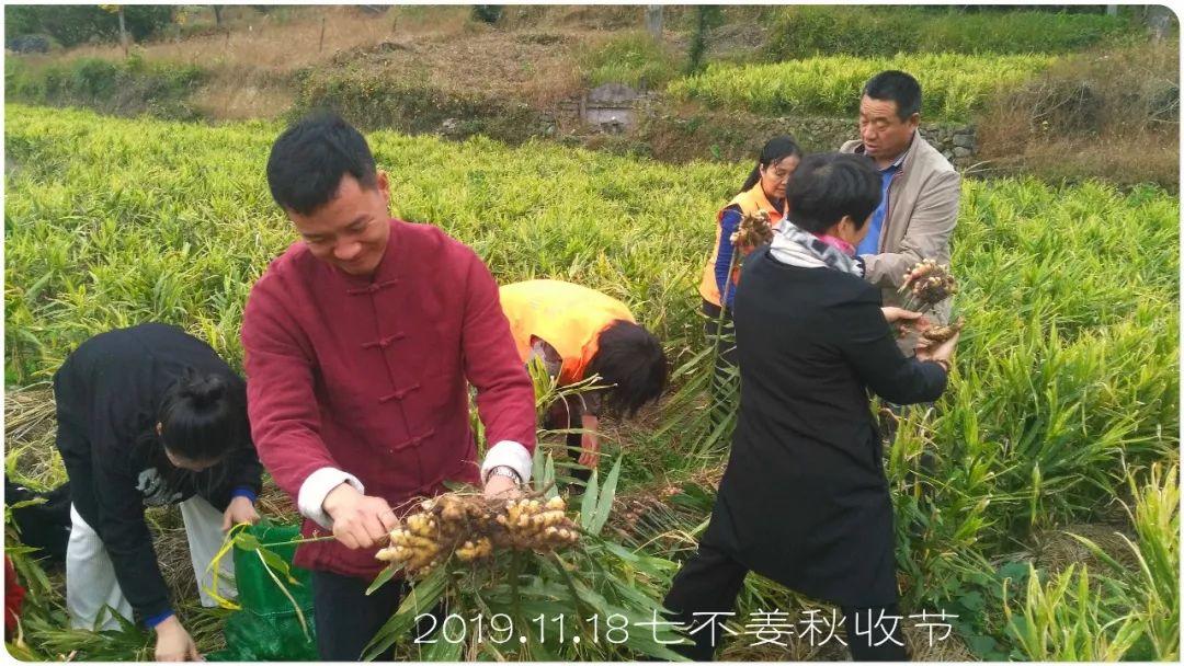 七不小黄姜秋收2019年11月18-24日 心法农业 福田心耕 原始点家人志愿者秋收感恩节