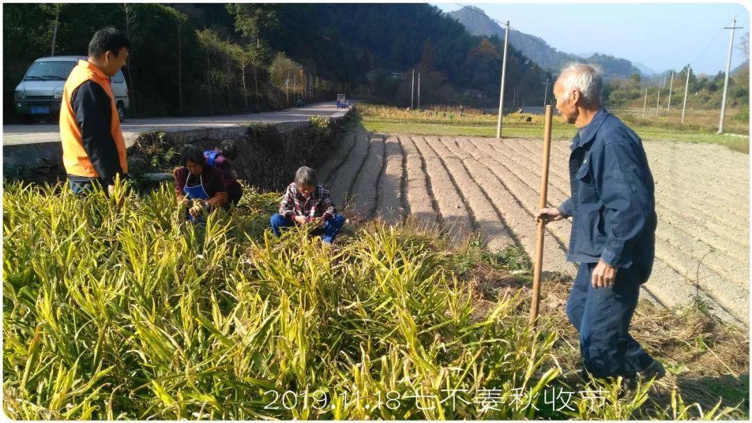 七不小黄姜秋收2019年11月18-24日 心法农业 福田心耕 原始点家人志愿者秋收感恩节