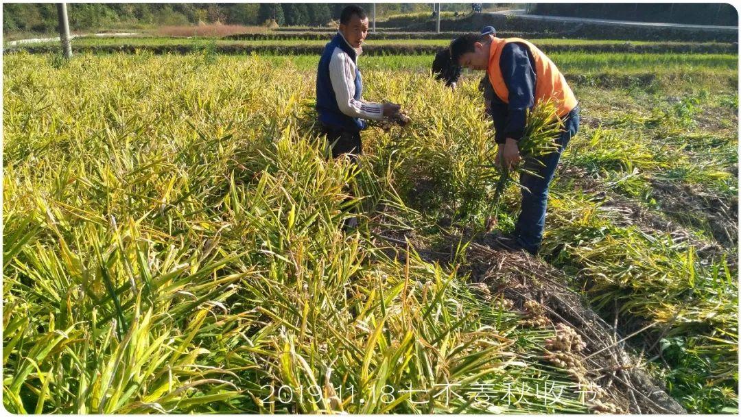 七不小黄姜秋收2019年11月18-24日 心法农业 福田心耕 原始点家人志愿者秋收感恩节