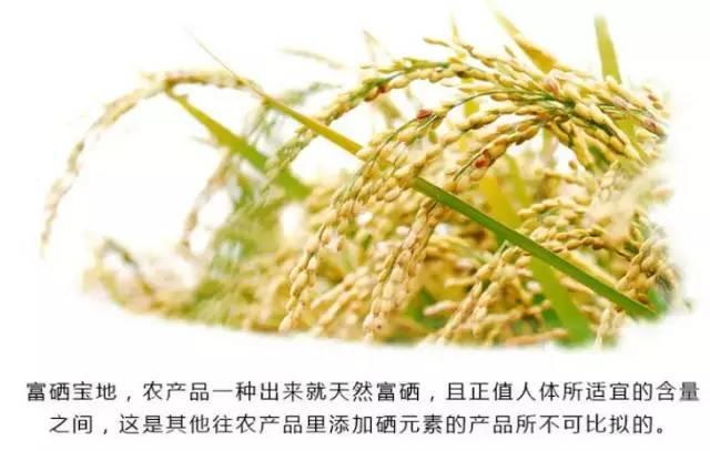 听佛号的东北富硒大米 上市了！2019七不海伦富硒大米 东北大米 硒都海伦黑土寒地香稻 七不水稻大米 心法农业 福田心耕恭献