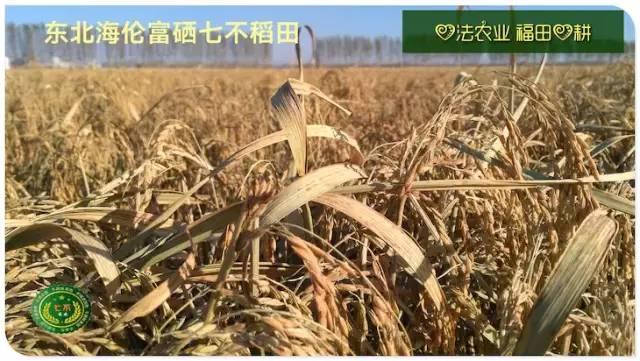 听佛号的东北富硒大米 上市了!2019七不海伦富硒大米 东北大米 硒都海伦黑土寒地香稻 七不水稻大米 心法农业 福田心耕恭献 听佛号的东北富硒大米 上市了!2019七不海伦富硒大米 东北大米 硒都海伦黑土寒地香稻 七不水稻大米 心法农业 福田心耕恭献