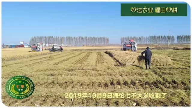 听佛号的东北富硒大米 上市了!2019七不海伦富硒大米 东北大米 硒都海伦黑土寒地香稻 七不水稻大米 心法农业 福田心耕恭献 听佛号的东北富硒大米 上市了!2019七不海伦富硒大米 东北大米 硒都海伦黑土寒地香稻 七不水稻大米 心法农业 福田心耕恭献