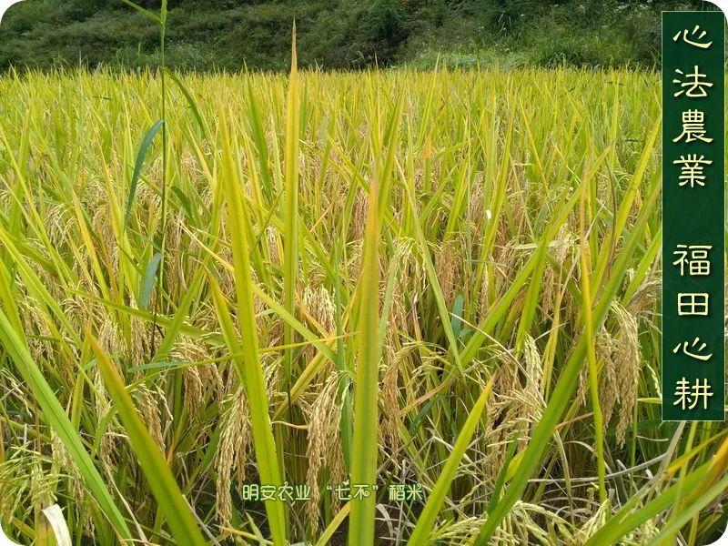 听佛号的东北富硒大米 上市了!2019七不海伦富硒大米 东北大米 硒都海伦黑土寒地香稻 七不水稻大米 心法农业 福田心耕恭献 听佛号的东北富硒大米 上市了!2019七不海伦富硒大米 东北大米 硒都海伦黑土寒地香稻 七不水稻大米 心法农业 福田心耕恭献