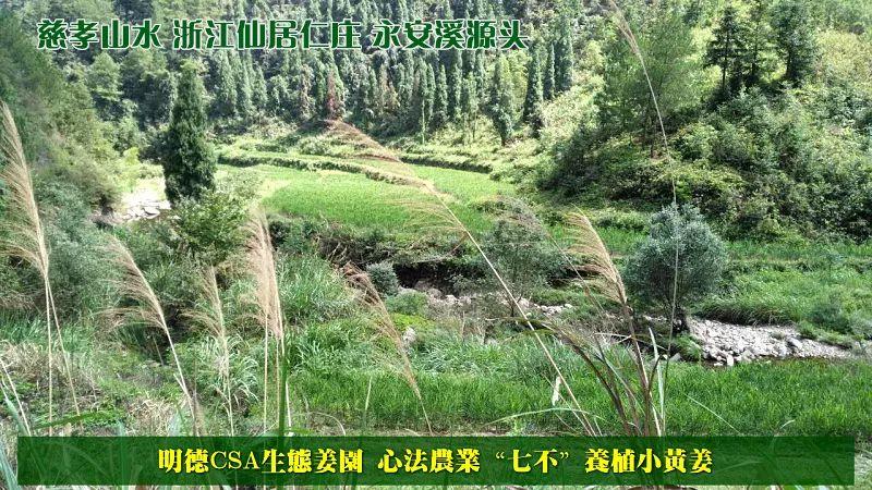 家庭特惠周期购 每月5斤 ‘七不’小黄姜生姜鲜姜原始点特供包邮 明德生态姜园心法农业恭献 家庭特惠周期购 每月5斤 ‘七不’小黄姜生姜鲜姜原始点特供包邮 明德生态姜园心法农业恭献