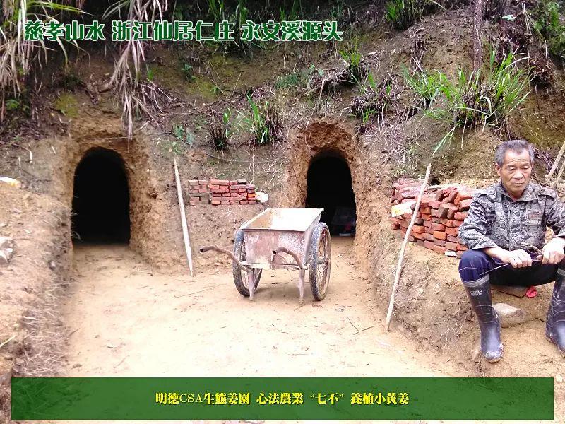 家庭特惠周期购  每月5斤 ‘七不’小黄姜生姜鲜姜原始点特供包邮 明德生态姜园心法农业恭献