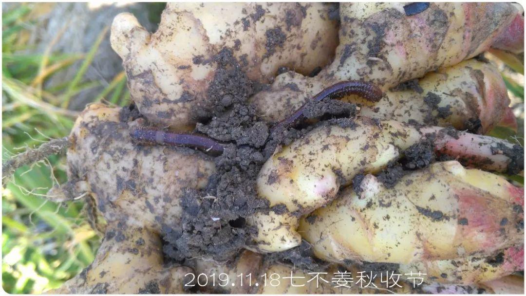 七不小黄姜秋收2019年11月18-24日 心法农业 福田心耕 原始点家人志愿者秋收感恩节