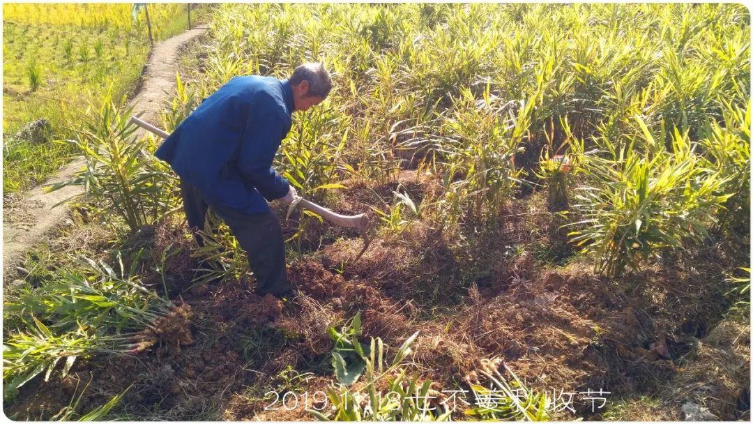 七不小黄姜秋收2019年11月18-24日 心法农业 福田心耕 原始点家人志愿者秋收感恩节