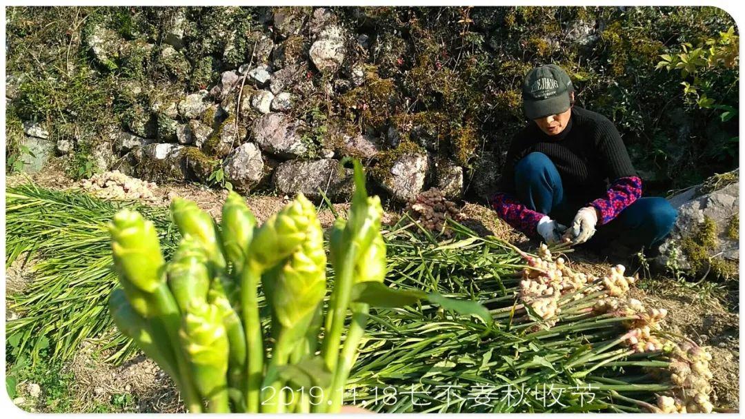 七不小黄姜秋收2019年11月18-24日 心法农业 福田心耕 原始点家人志愿者秋收感恩节