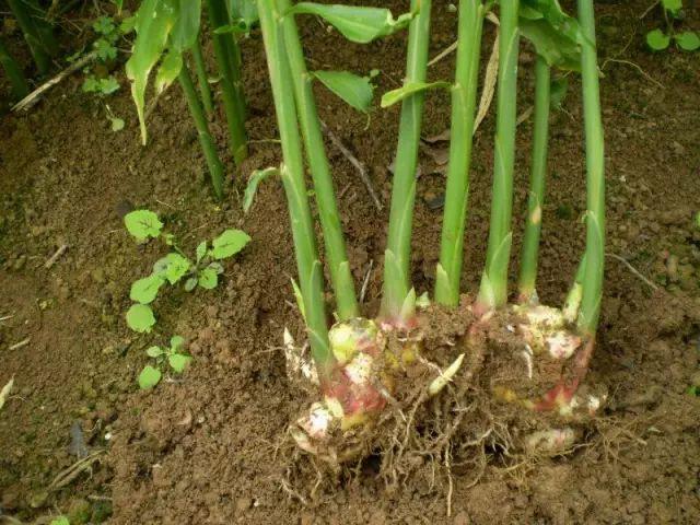 夏季生姜在养猪中的妙用!猪也要“冬吃萝卜夏吃姜,不用兽医开药方”-七不姜 生姜养生网-明德CSA生态姜园&明安农业