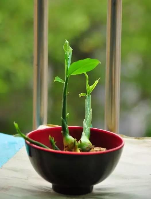 寒邪都来了！清明与姜，谁也离不了谁 一批特惠送给您