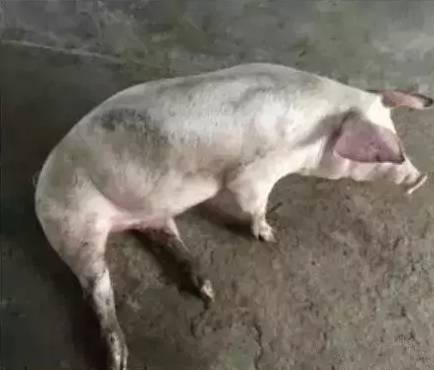 夏季生姜在养猪中的妙用！猪也要“冬吃萝卜夏吃姜，不用兽医开药方”