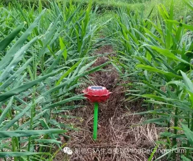 庆祝2020春耕开播 心法农业 福田心耕 明安事业繁荣祈祷文 庆祝2020春耕开播 心法农业 福田心耕 明安事业繁荣祈祷文