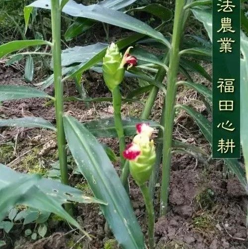 姜养生,全球都推崇-七不姜 生姜养生网-明德CSA生态姜园&明安农业