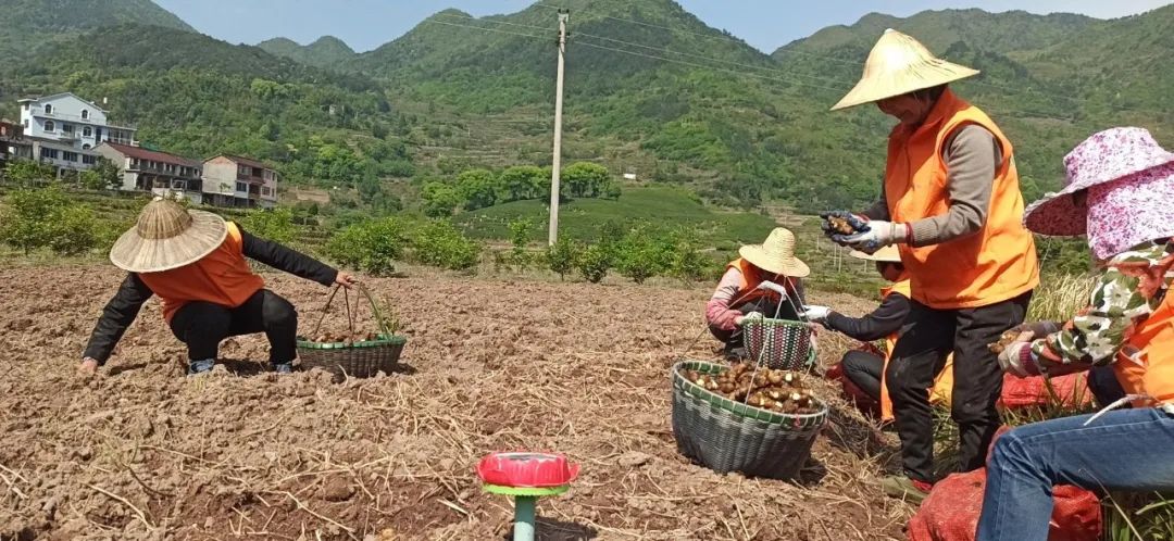 庆祝2020春耕开播 心法农业 福田心耕 明安事业繁荣祈祷文 庆祝2020春耕开播 心法农业 福田心耕 明安事业繁荣祈祷文