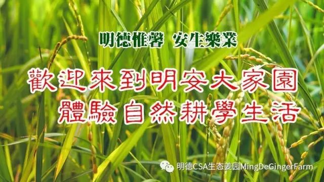 姜粉泥制作与使用方法 案例 与操作 姜粉泥制作与使用方法 案例 与操作