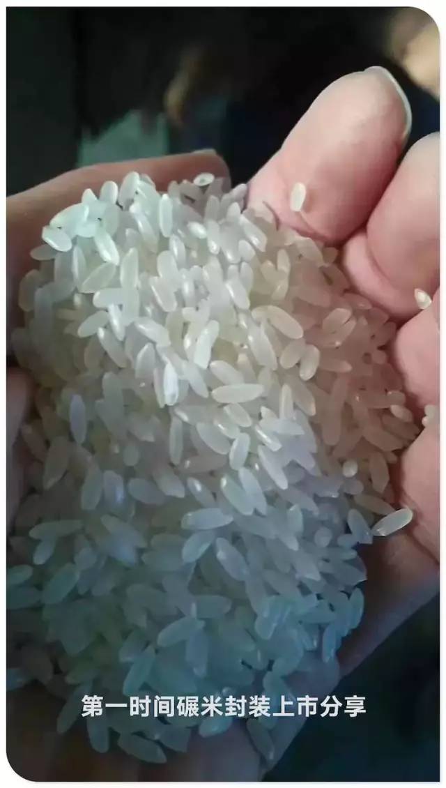 预售特惠听佛号的东北富硒大米 2020年秋收七不海伦富硒大米 东北大米 硒都海伦黑土寒地香稻 心法农业 福田心耕恭献