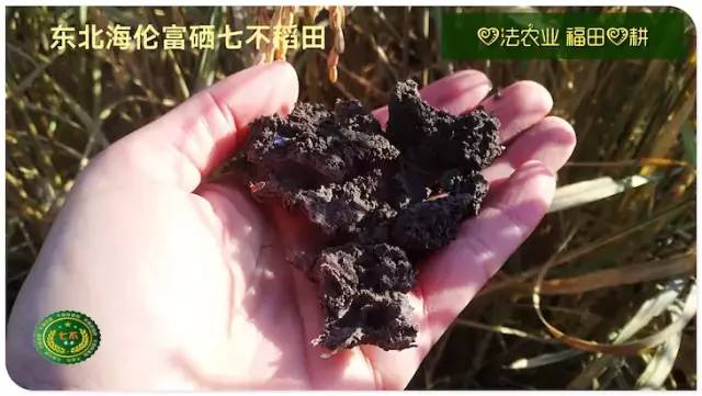 预售特惠听佛号的东北富硒大米 2020年秋收七不海伦富硒大米 东北大米 硒都海伦黑土寒地香稻 心法农业 福田心耕恭献