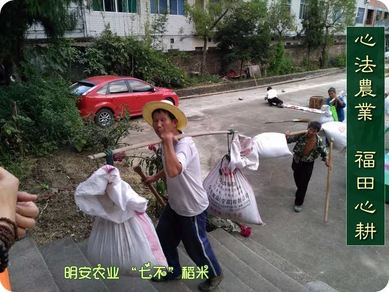 预售特惠听佛号的东北富硒大米 2020年秋收七不海伦富硒大米 东北大米 硒都海伦黑土寒地香稻 心法农业 福田心耕恭献 预售特惠听佛号的东北富硒大米 2020年秋收七不海伦富硒大米 东北大米 硒都海伦黑土寒地香稻 心法农业 福田心耕恭献