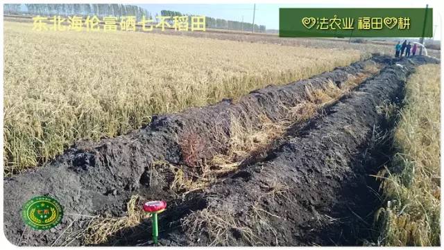 预售特惠听佛号的东北富硒大米 2020年秋收七不海伦富硒大米 东北大米 硒都海伦黑土寒地香稻 心法农业 福田心耕恭献