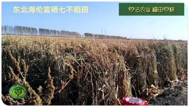预售特惠听佛号的东北富硒大米 2020年秋收七不海伦富硒大米 东北大米 硒都海伦黑土寒地香稻 心法农业 福田心耕恭献
