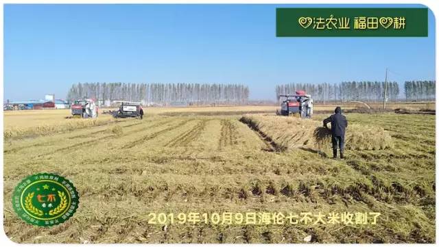 预售特惠听佛号的东北富硒大米 2020年秋收七不海伦富硒大米 东北大米 硒都海伦黑土寒地香稻 心法农业 福田心耕恭献