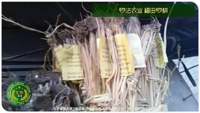 预售特惠听佛号的东北富硒大米 2020年秋收七不海伦富硒大米 东北大米 硒都海伦黑土寒地香稻 心法农业 福田心耕恭献