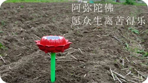 预售特惠听佛号的东北富硒大米 2020年秋收七不海伦富硒大米 东北大米 硒都海伦黑土寒地香稻 心法农业 福田心耕恭献