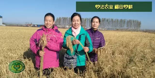 预售特惠听佛号的东北富硒大米 2020年秋收七不海伦富硒大米 东北大米 硒都海伦黑土寒地香稻 心法农业 福田心耕恭献