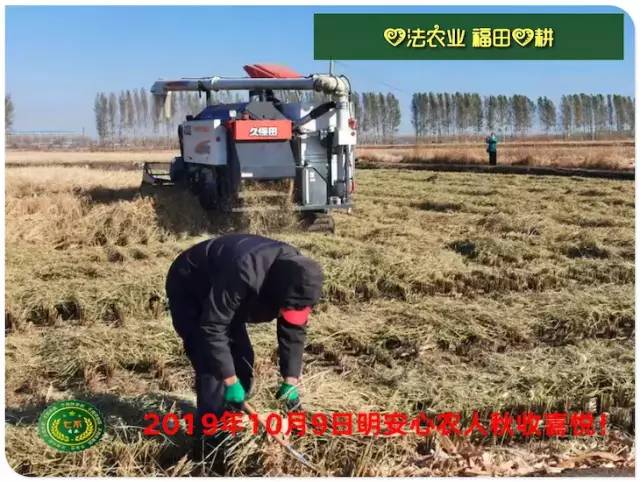预售特惠听佛号的东北富硒大米 2020年秋收七不海伦富硒大米 东北大米 硒都海伦黑土寒地香稻 心法农业 福田心耕恭献