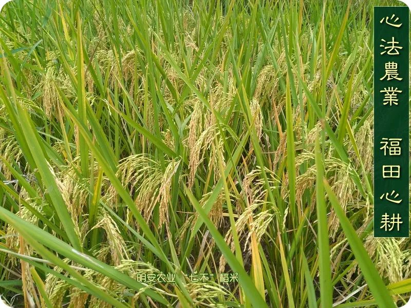预售特惠听佛号的东北富硒大米 2020年秋收七不海伦富硒大米 东北大米 硒都海伦黑土寒地香稻 心法农业 福田心耕恭献
