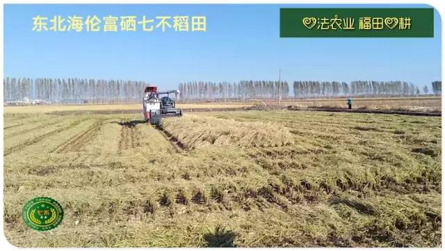 预售特惠听佛号的东北富硒大米 2020年秋收七不海伦富硒大米 东北大米 硒都海伦黑土寒地香稻 心法农业 福田心耕恭献