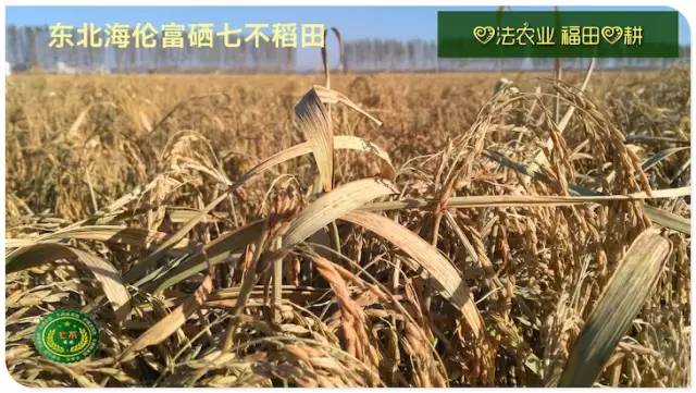 预售特惠听佛号的东北富硒大米 2020年秋收七不海伦富硒大米 东北大米 硒都海伦黑土寒地香稻 心法农业 福田心耕恭献